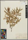Foto von Salix alba L. x Salix fragilis L.
